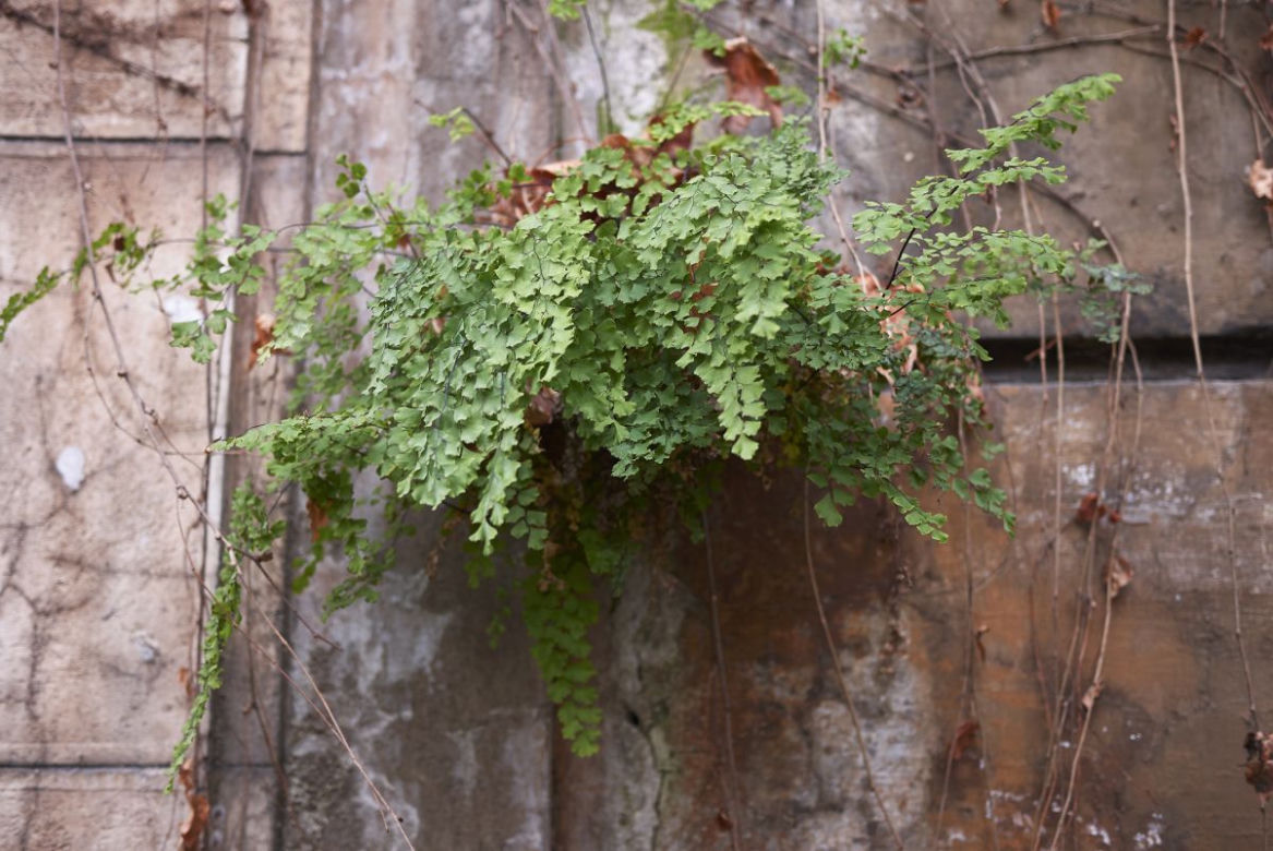 Adiantum