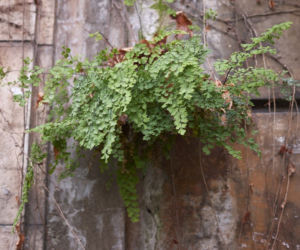 Adiantum
