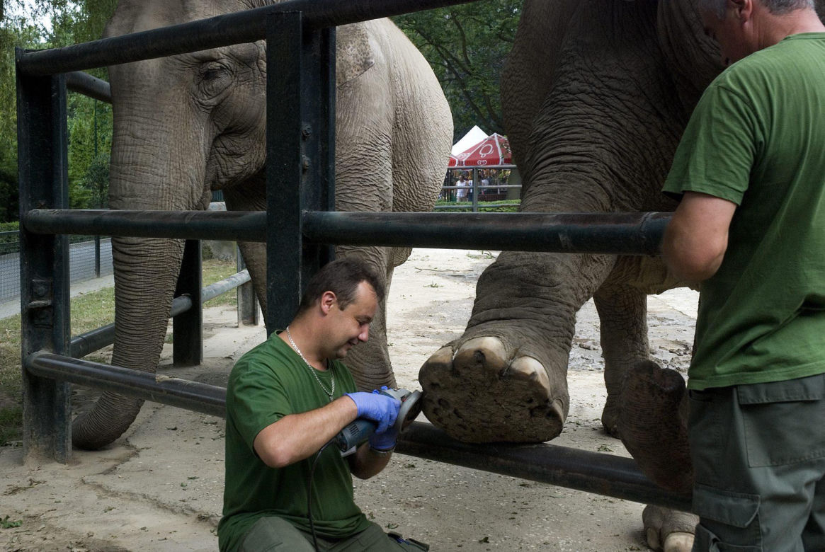 Wielkie upiększanie słoni