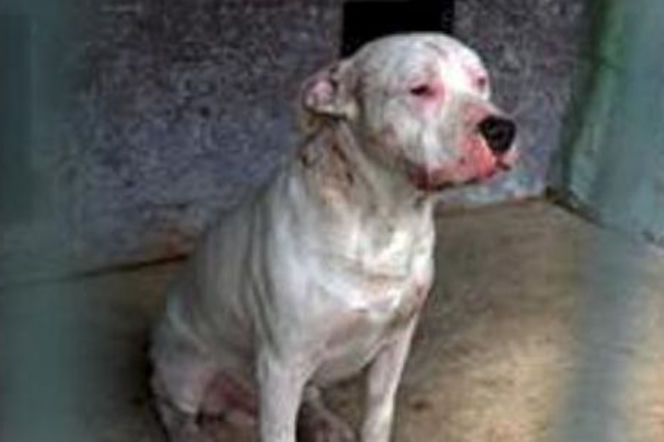 Amstaff zjadł mamę Tereski. Jest DECYZJA, co z nim dalej!
