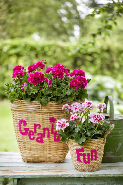 Pelargonie w koszach