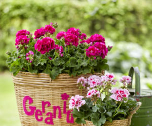 Pelargonie w koszach