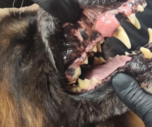 Pies konał na posesji w Dąbrowie Górniczej. Wolontariusze: To było długotrwałe znęcanie się