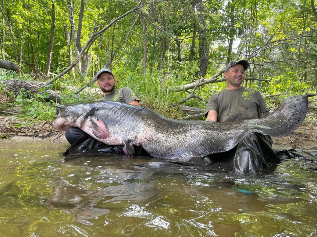 Michał i Grzesiek złapali 100-kilogramowego suma