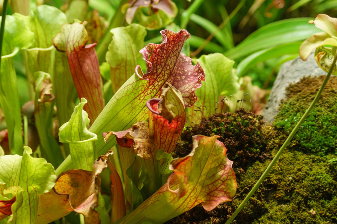 Kapturnica (Sarracenia)