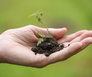 Rusza kampania odnowieniowa lasów. Będą sadzić drzewa, tam gdzie je wcześniej wycięli