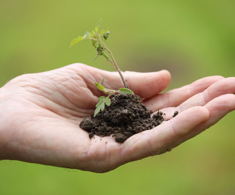 Rusza kampania odnowieniowa lasów. Będą sadzić drzewa, tam gdzie je wcześniej wycięli