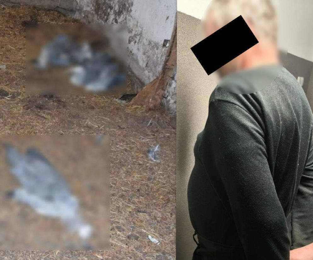 Znęcanie się nad zwierzętami i nielegalna broń. Zarzuty dla 59-latka z Lubelszczyzny