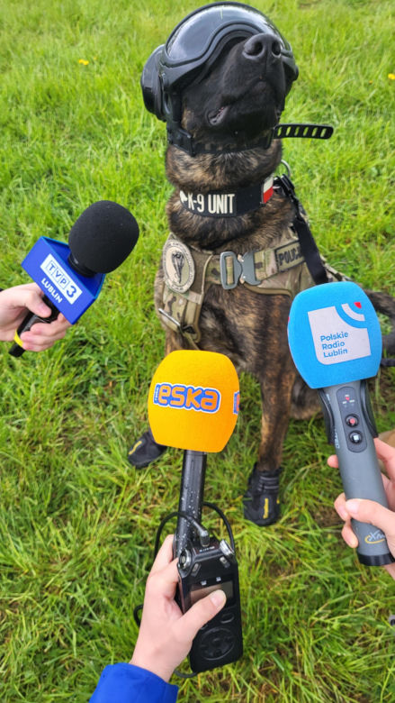 Tak wygląda pies bojowy w umundurowaniu! Oto Benji, postrach przestępców