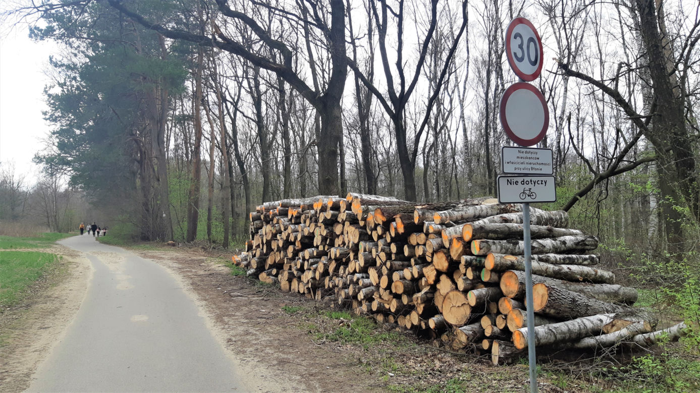 Wycinka drzew w lasku Lipie. Zobacz efekt pracy leśników!