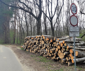 Wycinka drzew w lasku Lipie. Zobacz efekt pracy leśników!