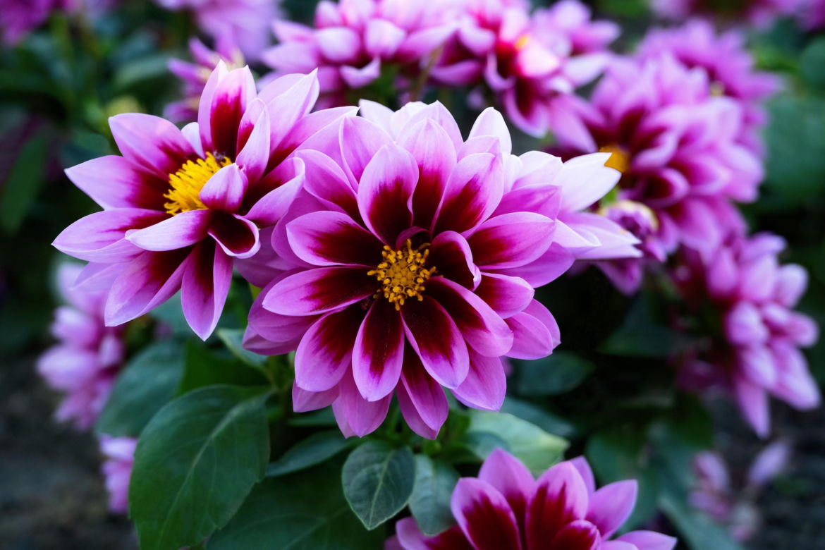 Dalia
