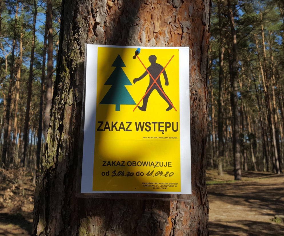 Ciągnęło... do lasu! Mieszkańcy masowo łamali zakaz