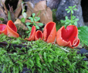To nie żart! W polskich lasach już pojawiły się pierwsze grzyby. Wielu nie zdaje sobie sprawy, że są jadalne