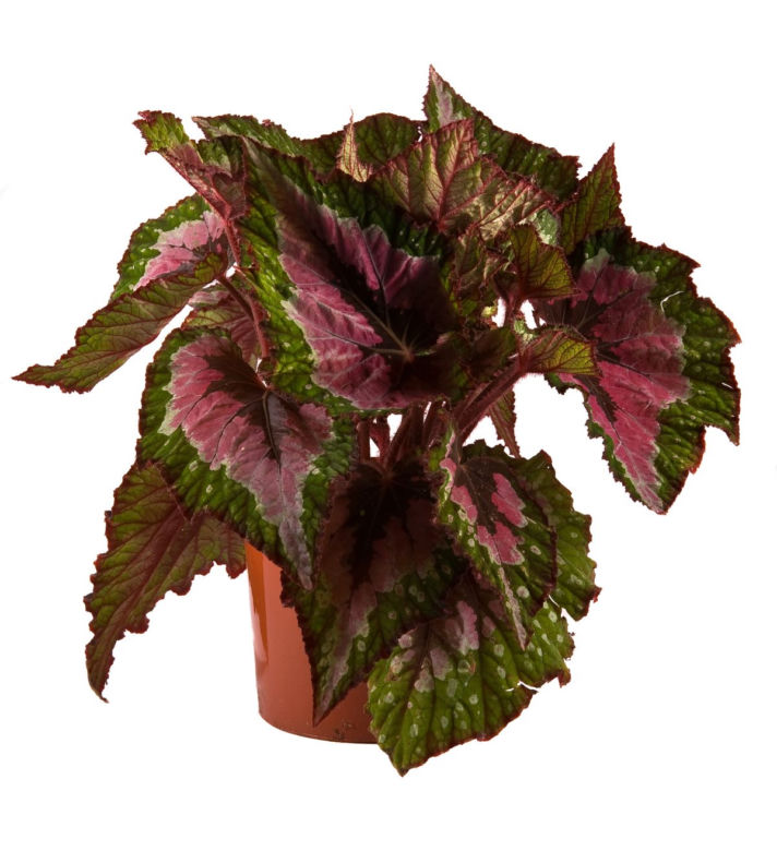 begonia