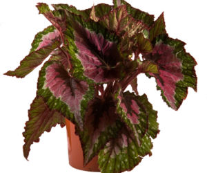 begonia
