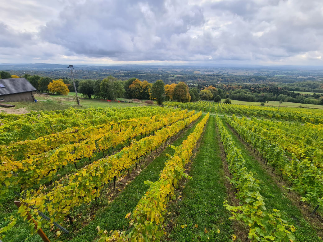 Wino i czekolada: skarby Podkarpacia [GALERIA]