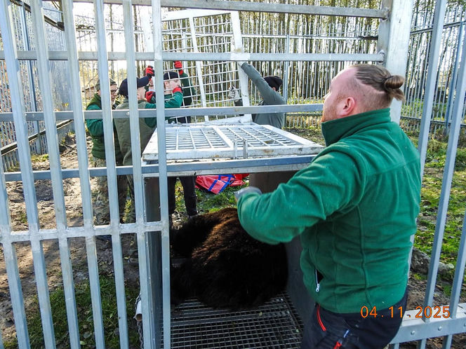 Mieszkaniec Częstochowy trzymał niedźwiedzia w niewoli. Trafił do zoo w Poznaniu