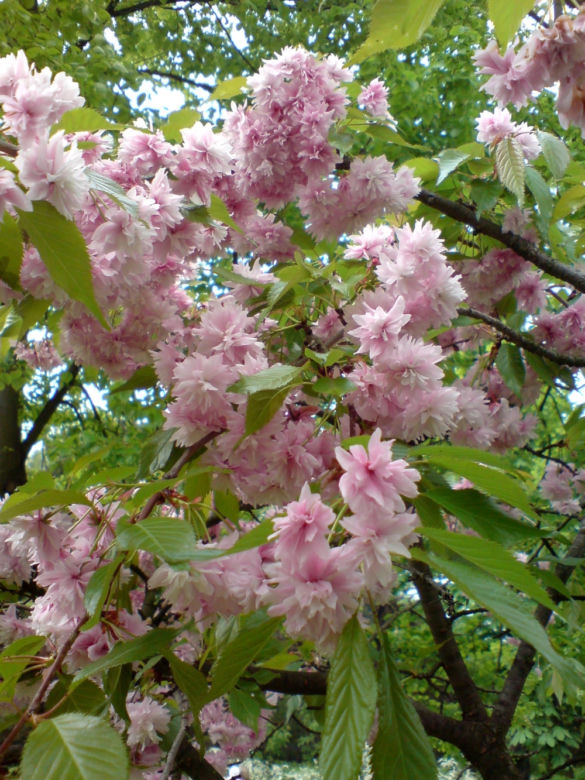 wisnia Kiku-shidare-zakura