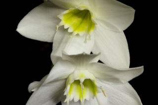 Lilia amazońska - Eucharis amazonica