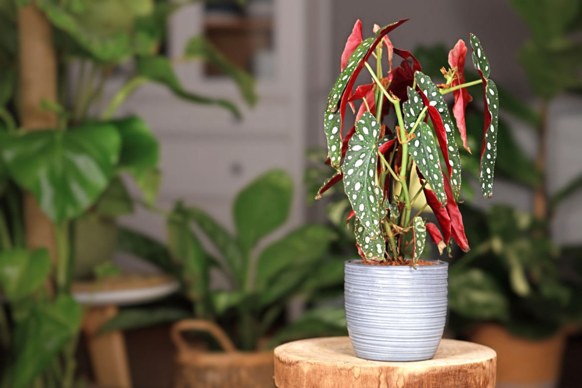 Begonia koralowa