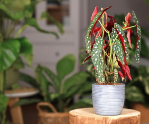 Begonia koralowa