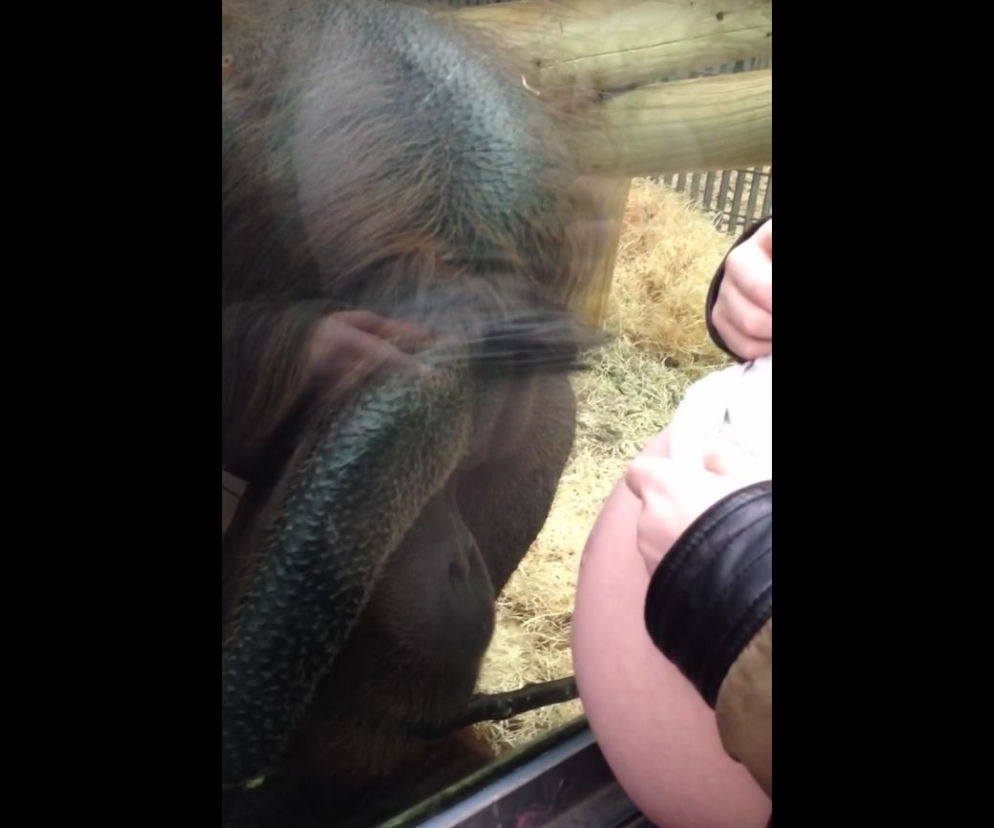 orangutan reakcja