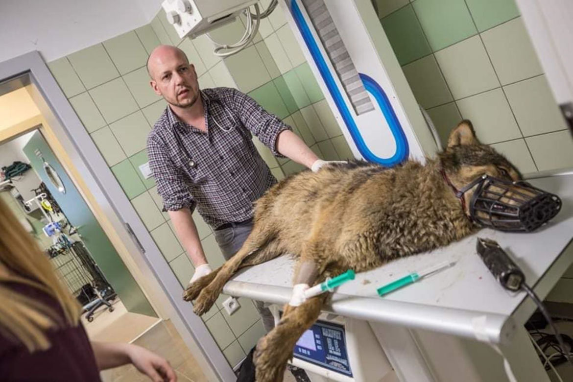 W przemyskiej lecznicy ratowali wilka [ZDJĘCIA]