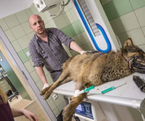 W przemyskiej lecznicy ratowali wilka [ZDJĘCIA]