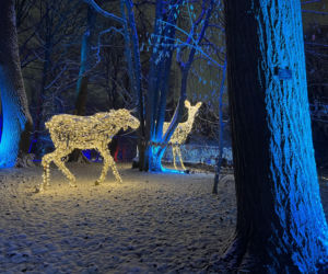 MagicznyBotaniczny 2025/2026 w Warszawie