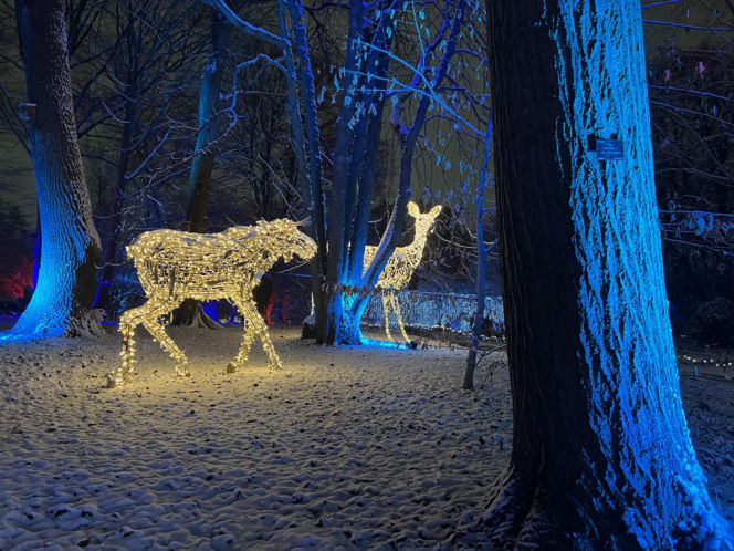 MagicznyBotaniczny 2025/2026 w Warszawie