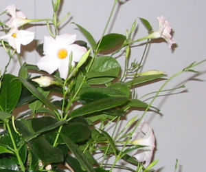 Dipladenia