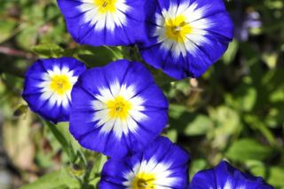 Wilec trójbarwny - Ipomoea tricolor