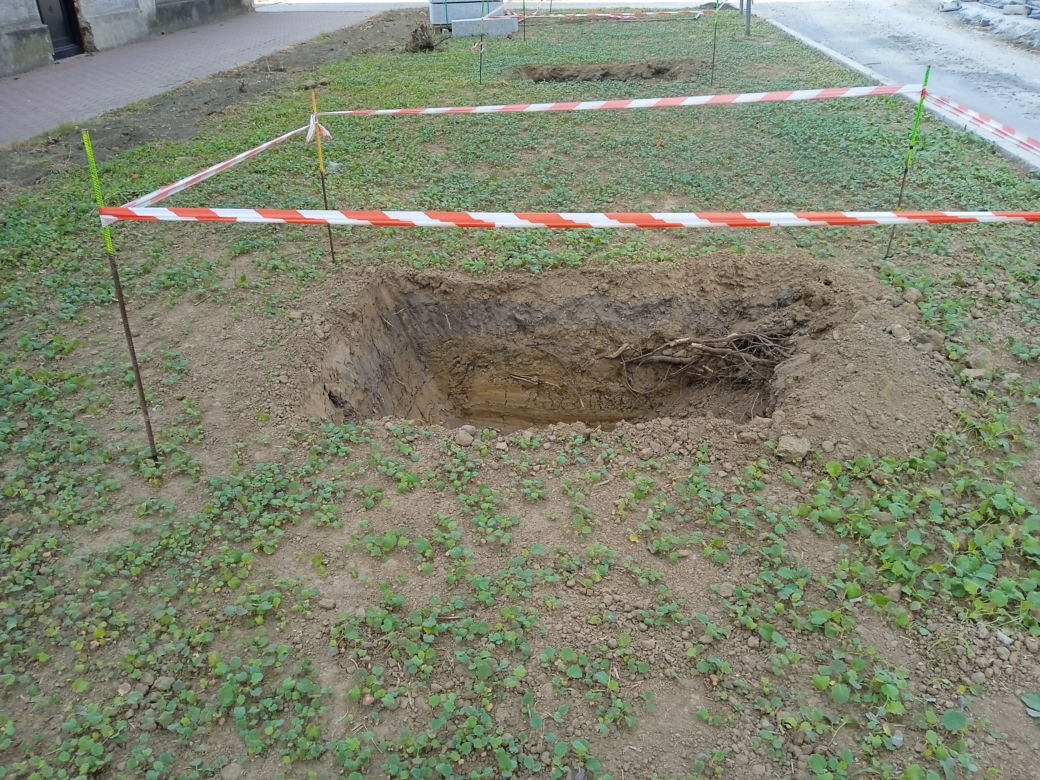 Nasadzenia drzew przy ulicy Piłsudskiego