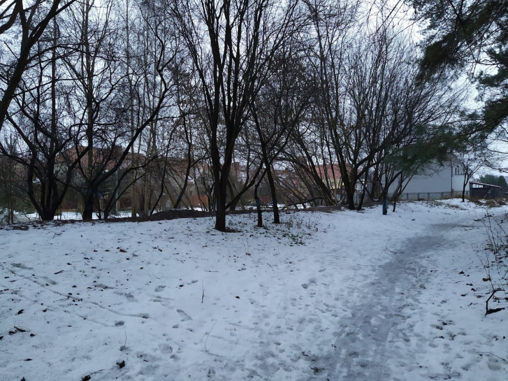 Wyciętych ma zostać co najmniej 131 drzew