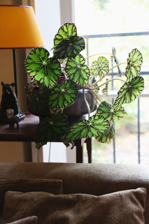 Begonia Bowera