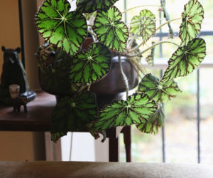 Begonia Bowera