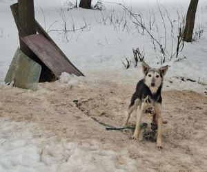 Szesnaście skrajnie zaniedbanych psów. Małżeństwo odpowie za znęcanie się nad zwierzętami