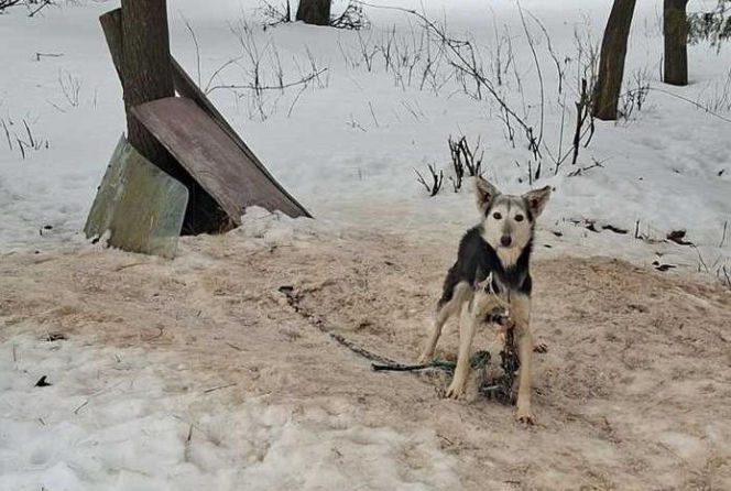 Szesnaście skrajnie zaniedbanych psów. Małżeństwo odpowie za znęcanie się nad zwierzętami