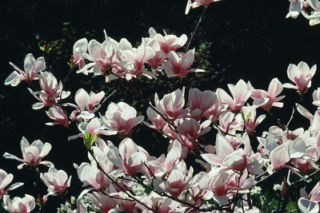 Przesadzanie magnolii. Poznaj zasady pielęgnacji magnolii po jej przesadzeniu