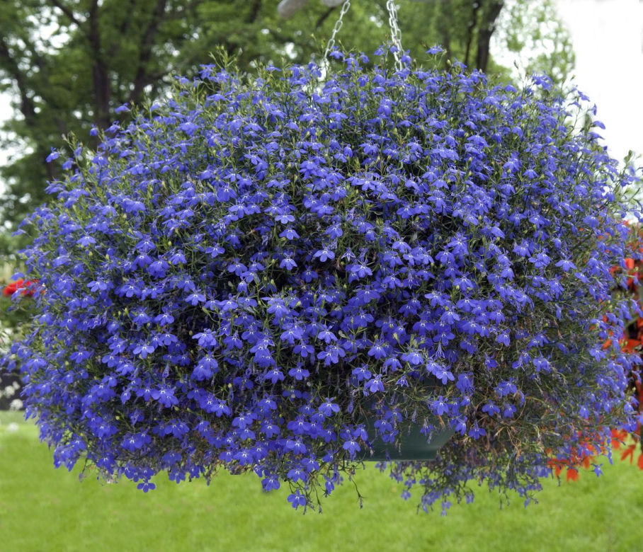 Lobelia przylądkowa - odmiana zwisająca