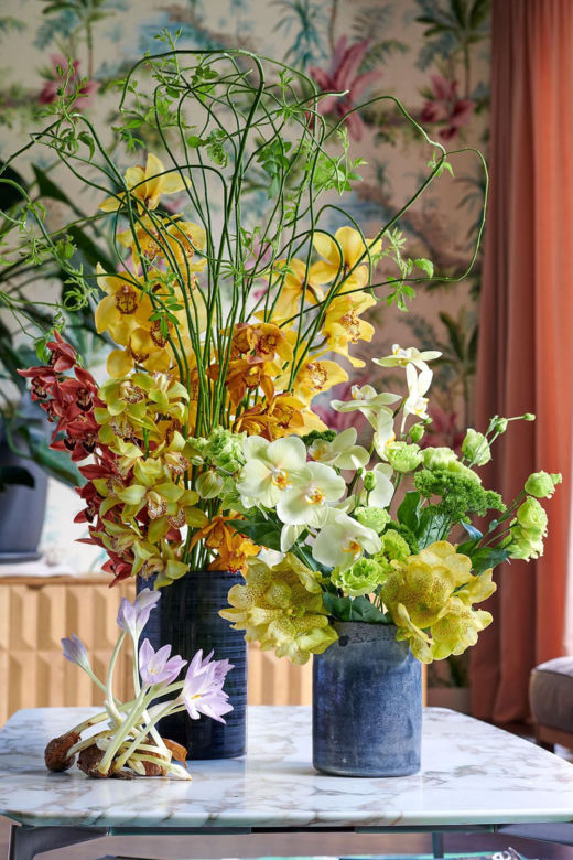 Storczyk Cymbidium (Cymbidium)