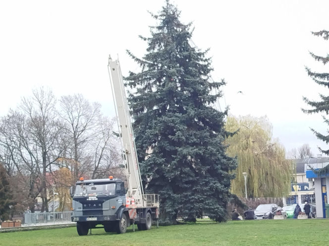 Choinka miejska Siedlce