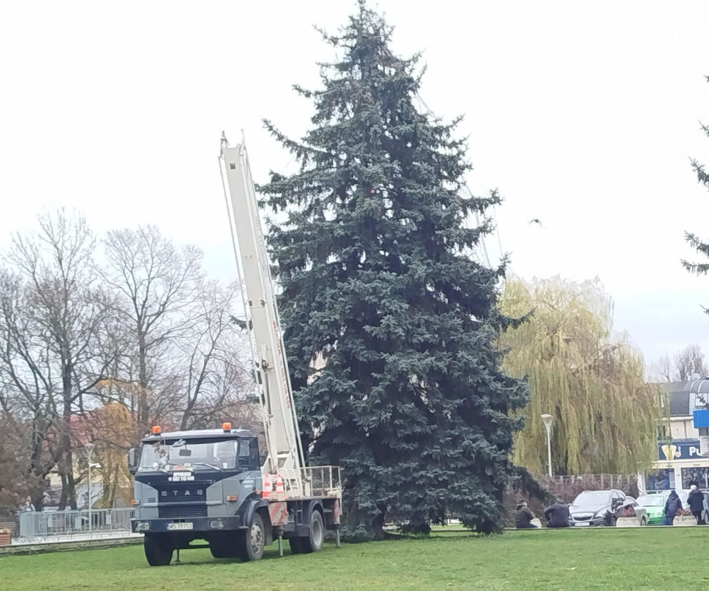W 2025 roku choinka miejska w Siedlcach będzie inna niż w poprzednich latach! 