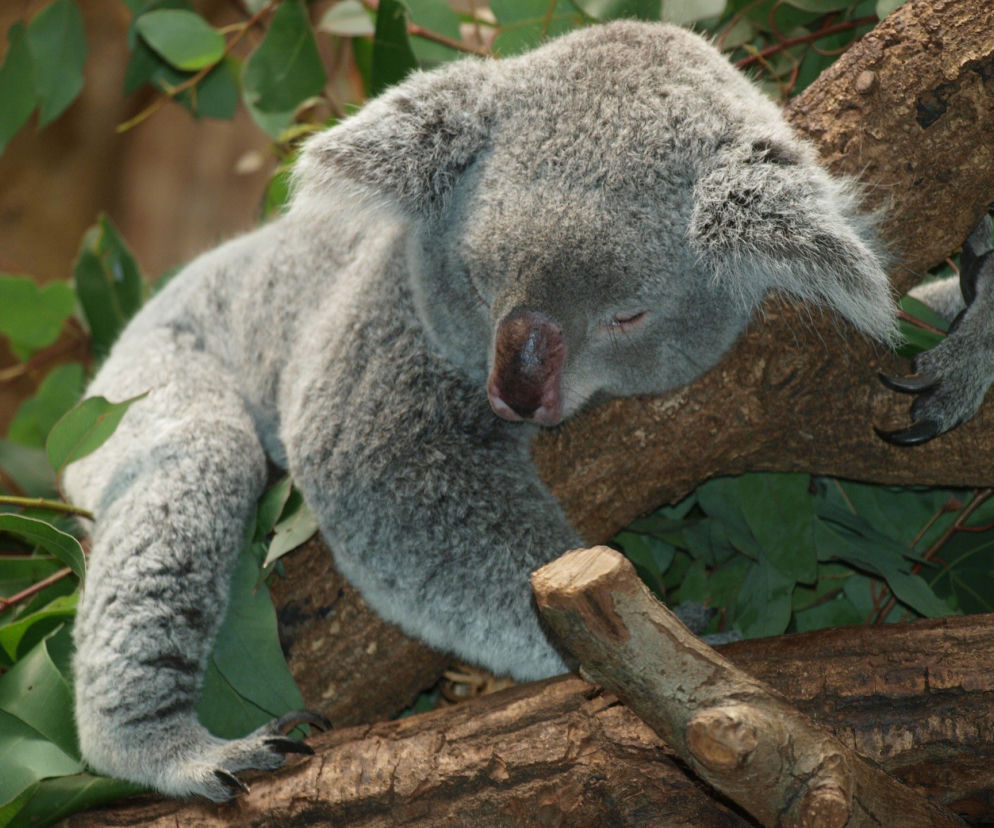 Wzruszający gest strażaków z Poręby Spytkowskiej! Zbierają pieniądze dla płonącej Australii 