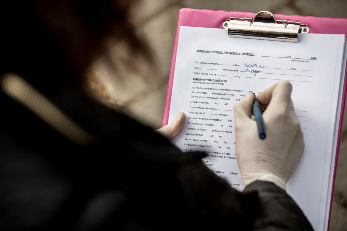 Mieszkańcy Krakowa chętnie adoptują psy w czasie koronawirusa