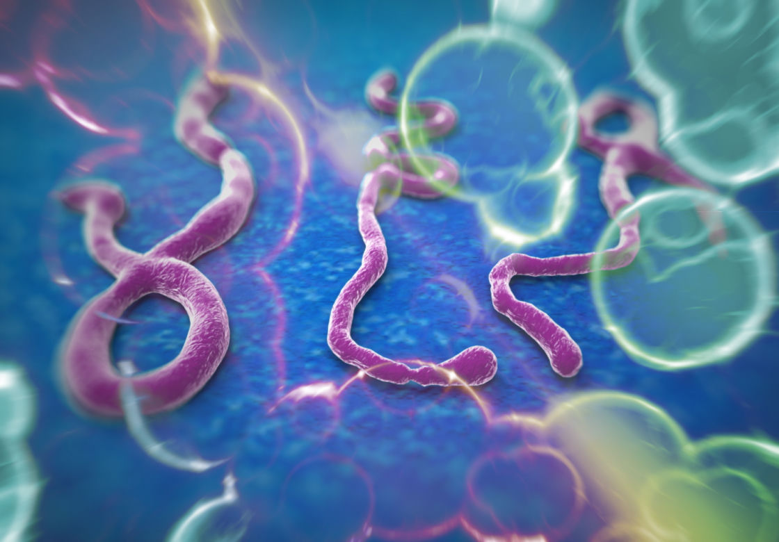 WIRUS EBOLA