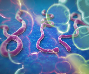 WIRUS EBOLA