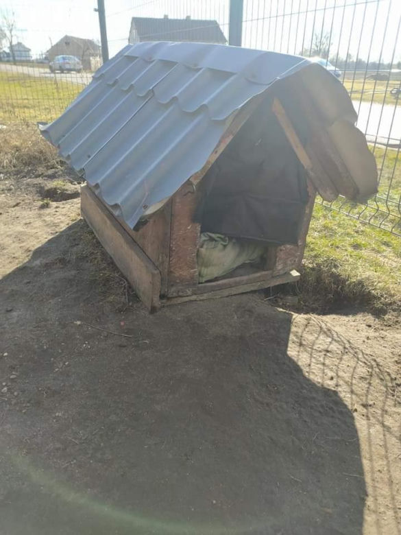 Płock. Koszmar Perły zakończony! Ludzi widziała częściej od jedzenia, teraz szuka nowego domu [ZDJĘCIA]