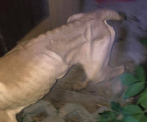 Myszków: Psy zamknięte w klatkach bez jedzenia i picia. Przerażające zdjęcia z akcji!
